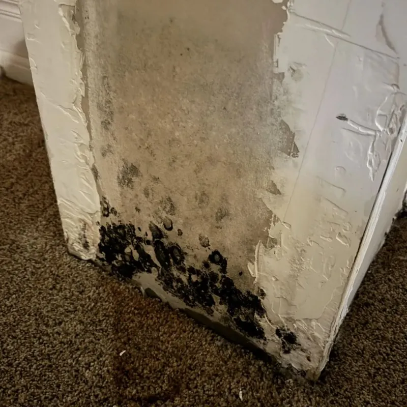 Professional Mold Removal in Clearfield, UT
